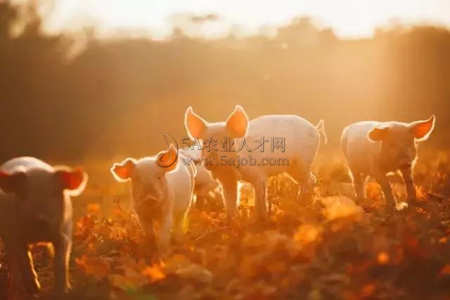 ֣RơڵȿM܊BiIiaIlչж